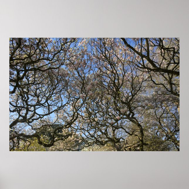 Poster Magnolia Arbres, Branches et Blossom 02 (Devant)