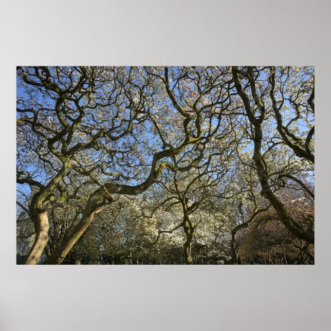 Poster Magnolia Arbres, Branches et Blossom 03 (Devant)