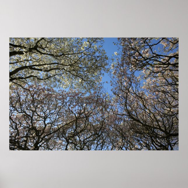 Poster Magnolia Arbres, Branches et Blossom 06 (Devant)