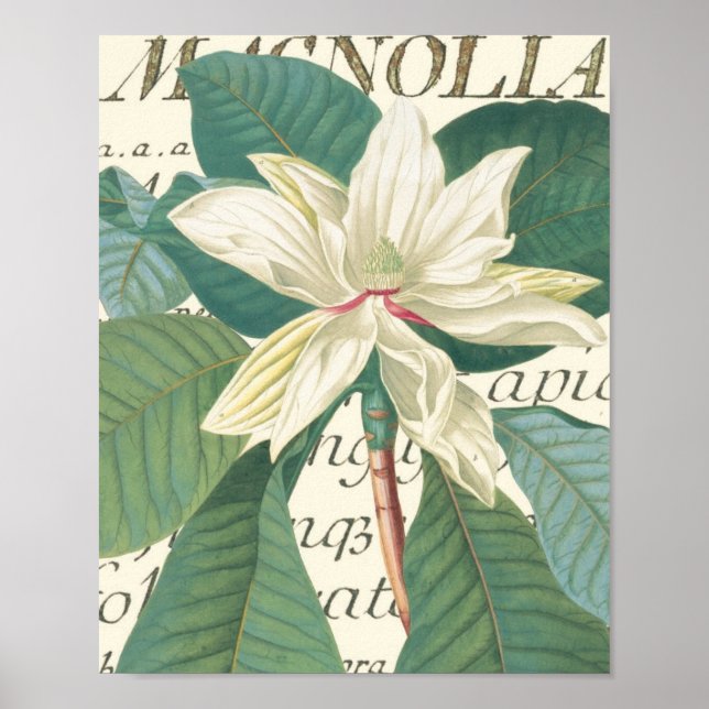 Poster Magnolia avec détail calligraphique (Devant)