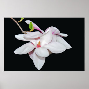 Poster Magnolia blanche