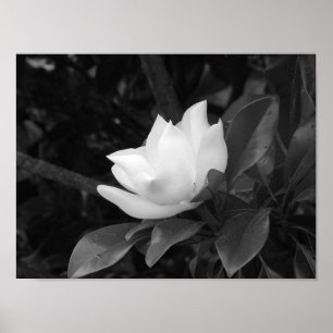 Poster Magnolia Bloom