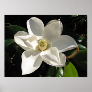 Poster Magnolia Bloom