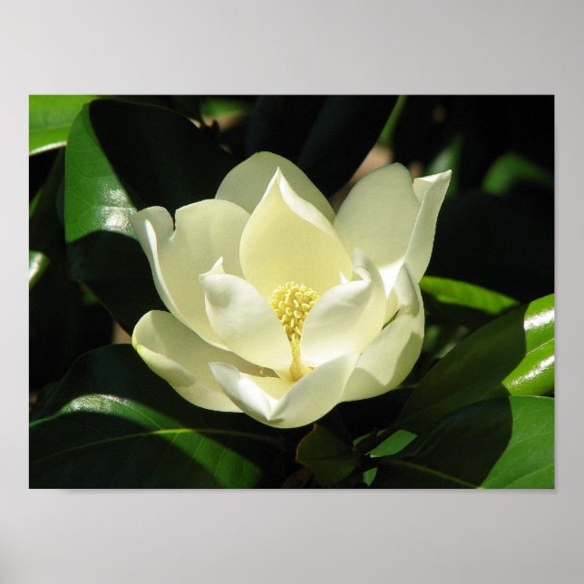Poster Magnolia Bloom (Devant)
