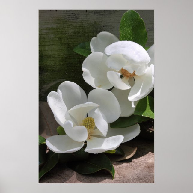 Poster Magnolia Blooms -24x36 -autres tailles auss (Devant)