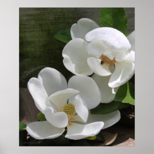 Poster Magnolia Blooms Imprimer -20x24 -autres tailles ég