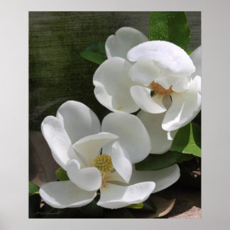 Poster Magnolia Blooms Imprimer -20x24 -autres tailles ég