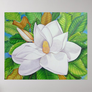 Poster Magnolia blossom