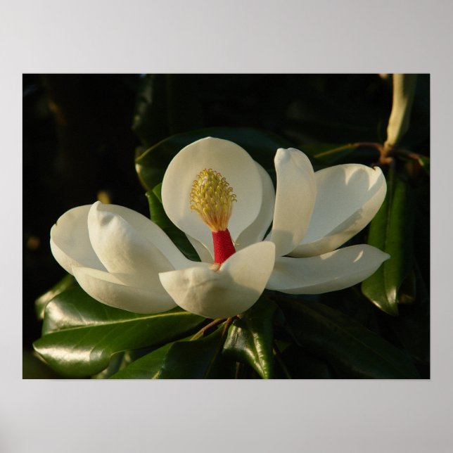 Poster Magnolia blossom (Devant)