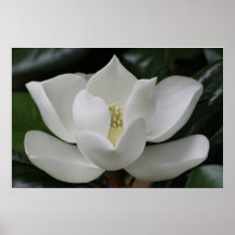 Magnolia Blossom sur le campus de Blacksburg
