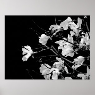 Poster Magnolia Branches Art