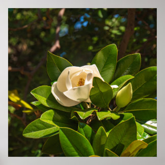 Poster Magnolia de Corfou