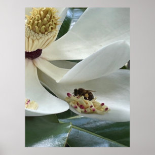 Poster Magnolia en gros plan