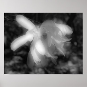 Poster Magnolia Fleur Noir Blanc Haut Contraste Impressio