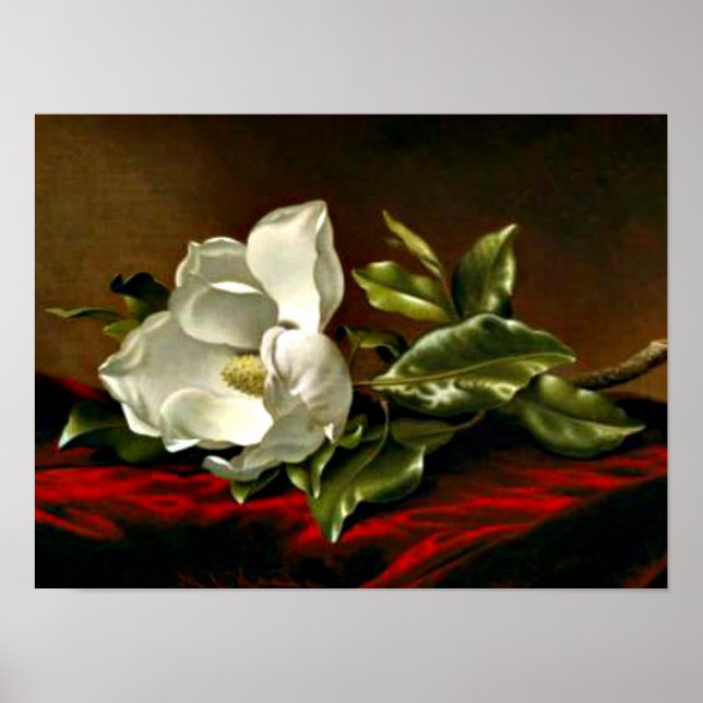 Poster Magnolia Grandiflora-1895,_Martin Johnson Heade (Devant)