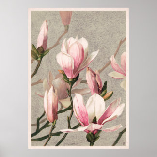 Poster Magnolia par L. Prang