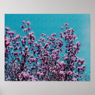Poster Magnolia rose Fleurs Ciel Bleu Peinture Photo