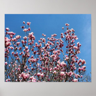 Poster Magnolia rose printanière Fleurs Ciel bleu