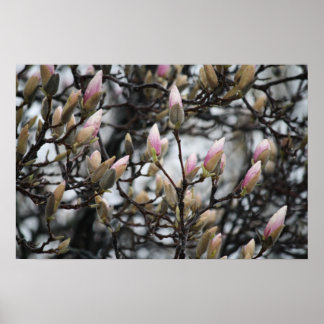 Poster Magnolia Tree Buds au printemps avant les fleurs