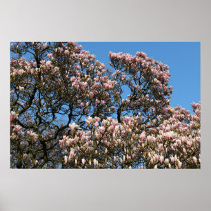 Poster Magnolia Tree in Blossom