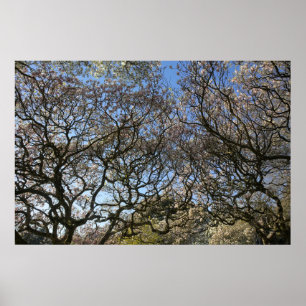 Poster Magnolia Trees, Branches et Blossom 05