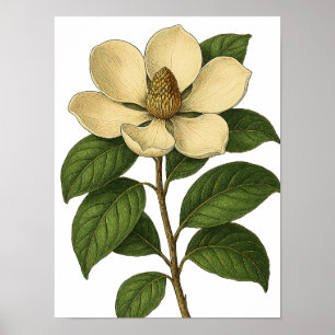 Poster Magnolia Vintage