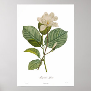 Poster Magnolia yulan