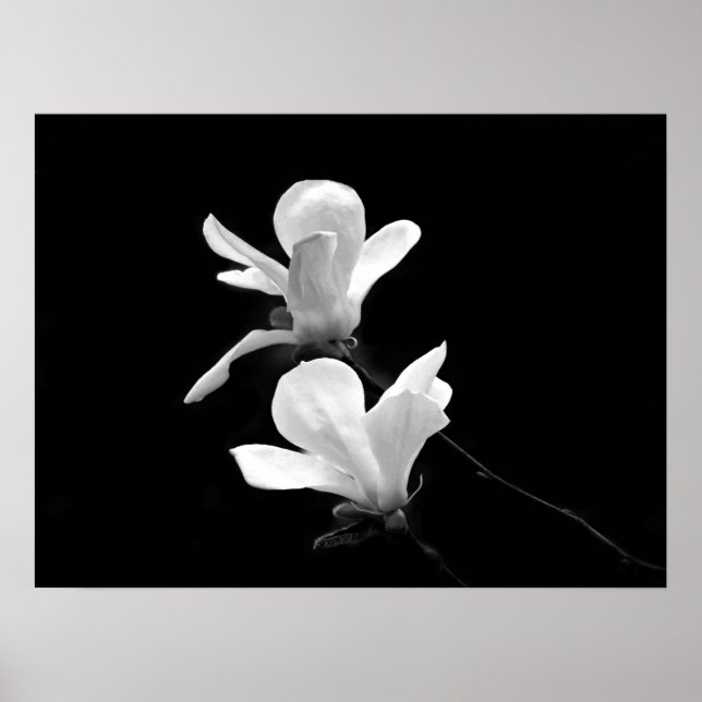 Poster Magnolias (Devant)