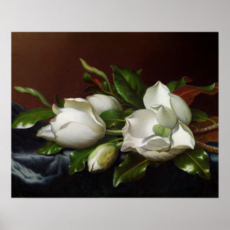Poster Magnolias sur fond bleu clair par Martin Johnson H