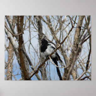 Poster Magpie à bec noir, Colorado
