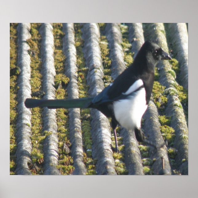 Poster Magpie avec oeil beady Imprimer (Devant)