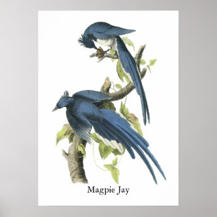 Poster Magpie Jay, John Audubon