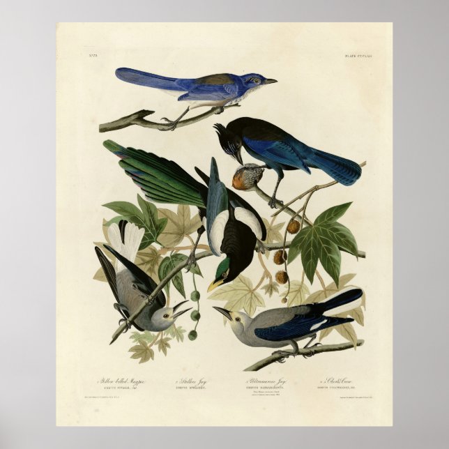 Poster Magpie Jays & Nutcracker Audubon Birds of America (Devant)