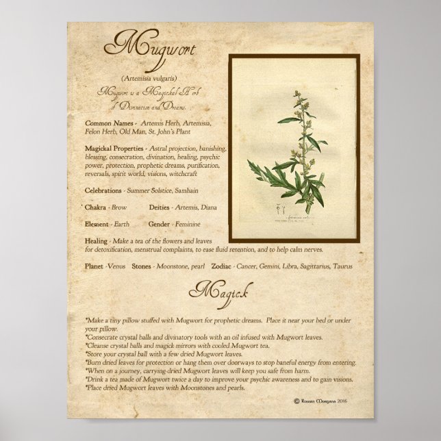 POSTER MAGWORT MAGICK HERB (Devant)
