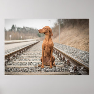 Poster Magyar Vizsla different sizes!!