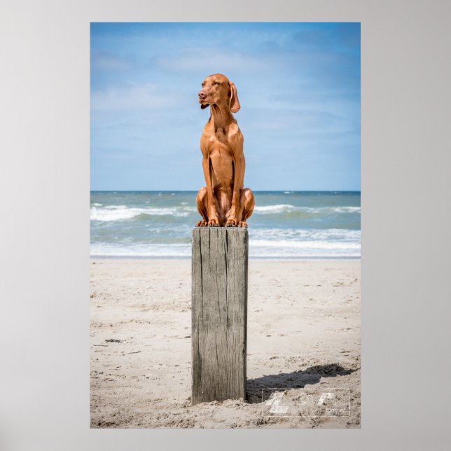 Poster Magyar Vizsla verschiedene Größen! ! (Devant)