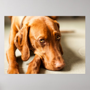 Poster Magyar Vizsla verschiedene Größen! !