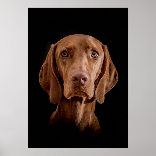 Poster Magyar Vizsla verschiedene Größen! ! (Devant)