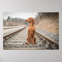 Poster Magyar Vizsla verschiedene Größen!!