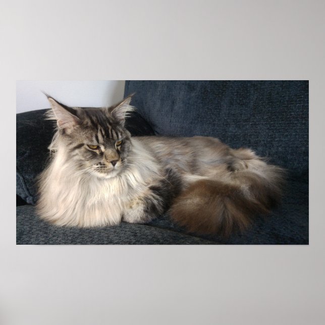 Poster Maine Coon (Devant)