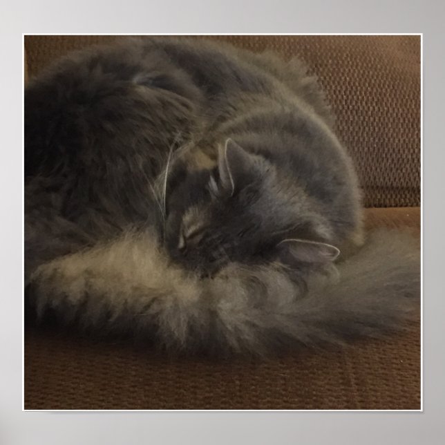Poster Maine Coon (Devant)