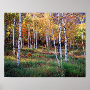 Poster Maine, Parc national de l'Acadia, automne