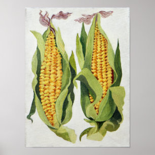 Poster Maïs doux 2013