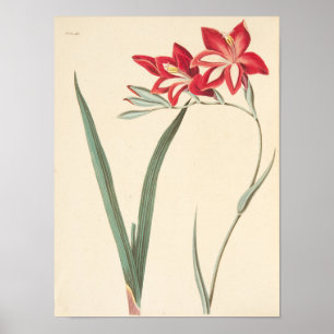 Poster Maïs-Drapeau superbe