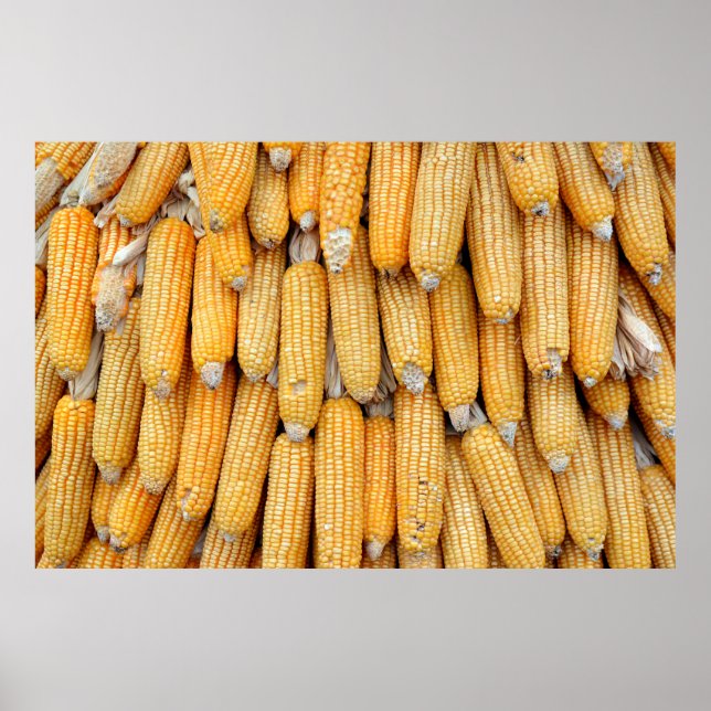 Poster Maïs séché empilé. (Devant)