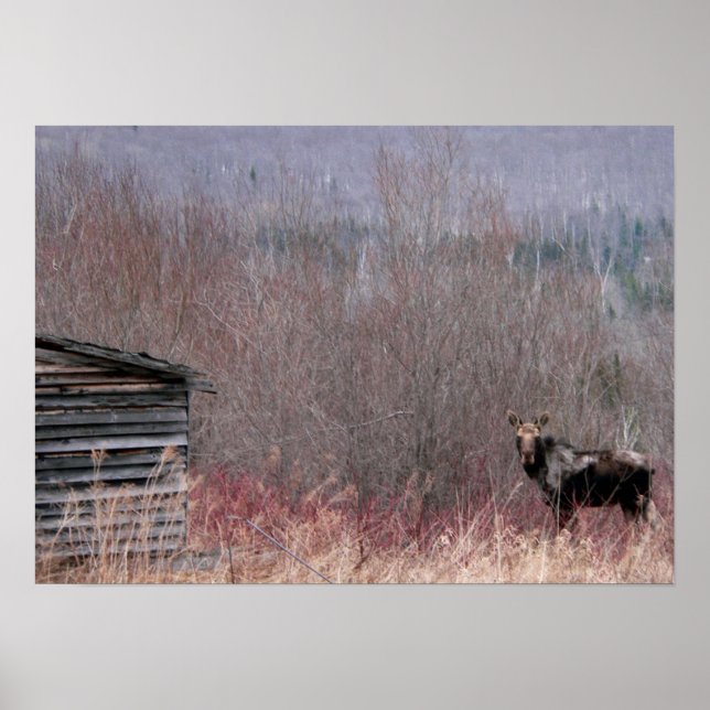 Poster maison ancienne et orignal (Devant)