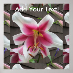 Poster Maison Blanche Lily Red Plante