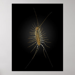 Poster Maison Centipede Scutigera Coleoptrata
