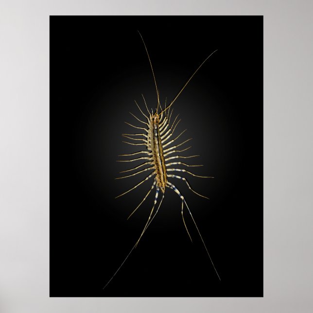 Poster Maison Centipede Scutigera Coleoptrata (Devant)