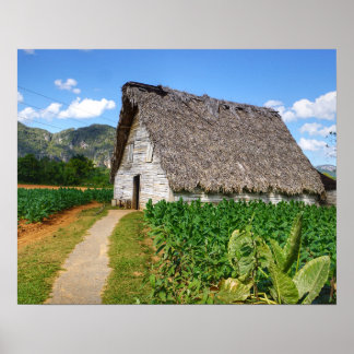 Poster Maison de séchage et ferme de tabac cubaine